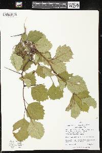 Crataegus chrysocarpa image