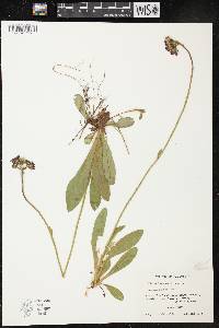 Hieracium aurantiacum image