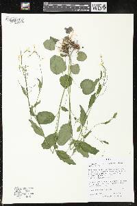 Cardamine bulbosa image