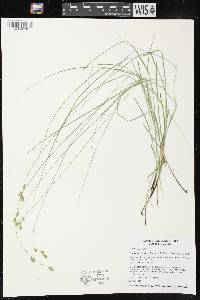 Carex echinodes image