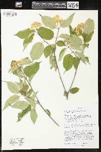 Cornus drummondii image