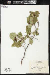 Crataegus punctata image