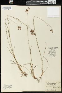 Luzula campestris var. multiflora image