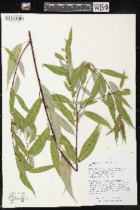 Salix amygdaloides image