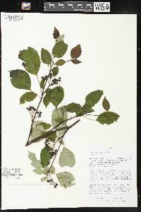 Cornus alternifolia image