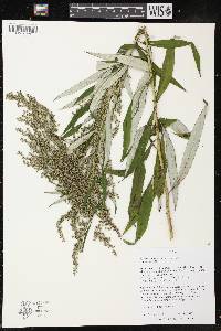 Artemisia serrata image