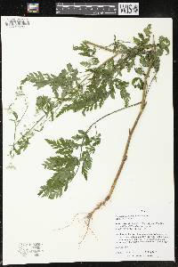 Torilis japonica image