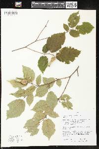 Corylus cornuta image