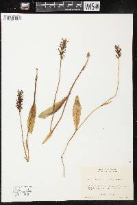 Platanthera clavellata image