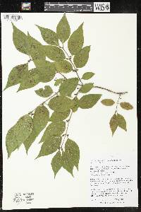 Lonicera maackii image