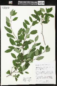 Ilex mucronata image