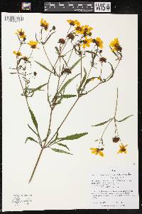 Bidens connata image