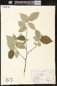 Corylus cornuta image