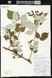 Rubus occidentalis image