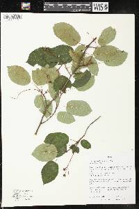 Amelanchier laevis image