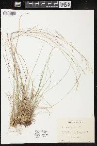 Deschampsia flexuosa image