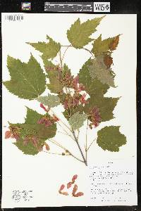 Acer spicatum image