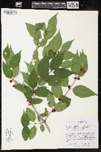 Lonicera maackii image