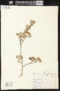 Aronia melanocarpa image