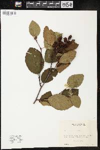 Alnus crispa image