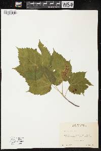 Acer spicatum image