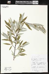 Salix petiolaris image