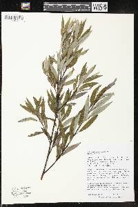 Salix petiolaris image