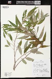 Salix amygdaloides image