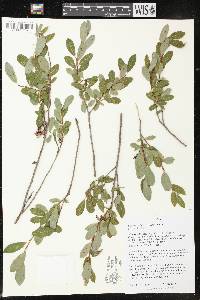 Salix pedicellaris image