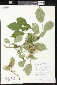 Corylus cornuta image