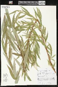 Salix x sepulcralis image