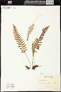 Polypodium vulgare image