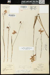 Calopogon tuberosus image