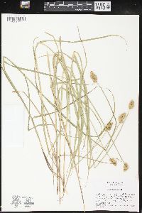 Carex cristatella image