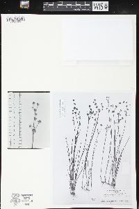 Juncus x nodosiformis image