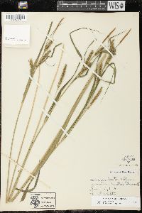 Carex scabrata image