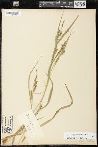 Carex scabrata image