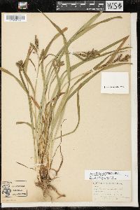 Carex scabrata image