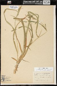 Carex scabrata image