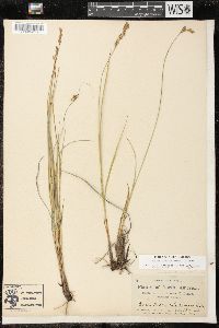 Carex prairea image