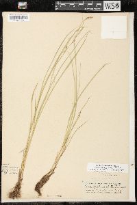 Carex prairea image