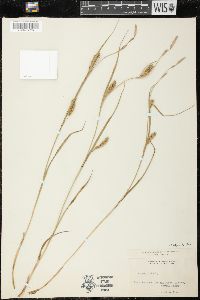 Carex hirta image