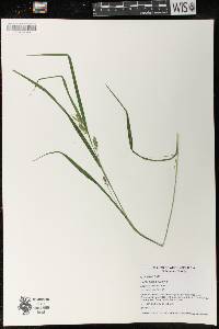 Carex grisea image