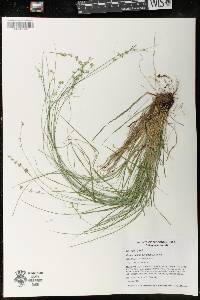 Carex radiata image