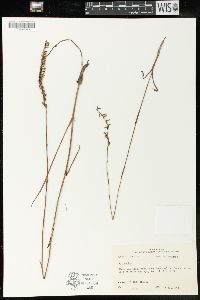 Spiranthes vernalis image