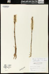 Spiranthes magnicamporum image