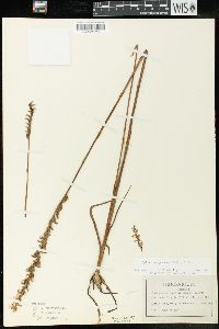 Spiranthes vernalis image