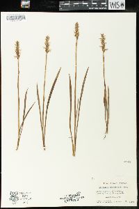 Spiranthes romanzoffiana image