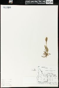 Spiranthes romanzoffiana image