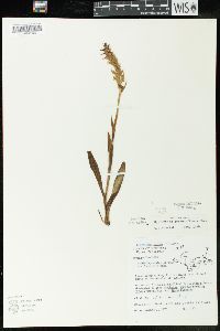 Spiranthes romanzoffiana image